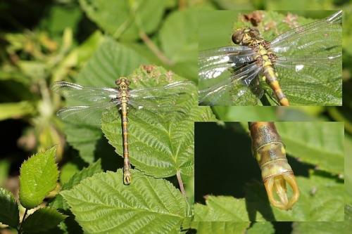 Onychogomphus sp.